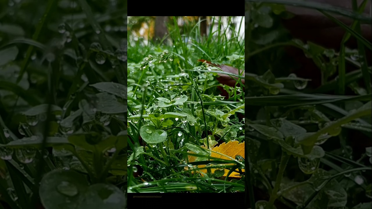 Quiet Morning Grass 🌱