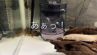 フィッシュレットの威力　 #アクア工房　#フィッシュレット　#パワーリフト　#Chaca chaca #Frogmouth Catfish #चाका चाका कैटफ़िश #कैटफ़िश