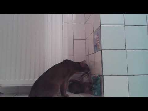 Video: Hygiena Domácích Zvířat: Mytí Kočky
