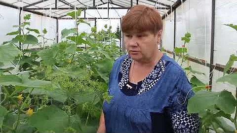 НЕ ДОПУСКАЙТЕ ЭТУ ОШИБКУ ПРИ ФОРМИРОВАНИИ ОГУРЦОВ! НЕ ЛИШАЙТЕ СЕБЯ УРОЖАЯ!