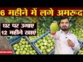 6 मह न म फल द न व ल क स म Amarood Ki Kheti Guava Farming Best Amarood Variety Farming 6 मह न म फल द न व ल क स म Amarood Ki Kheti Guava Farming Best Amarood Variety Farming
