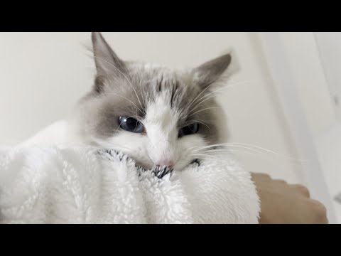 大好きなキャットタワーを取り上げられて激怒してくるラグドール猫が怖すぎた…