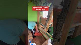 Giant Python Falls On Me While I Clean!!! 😱🐍#shorts #snake