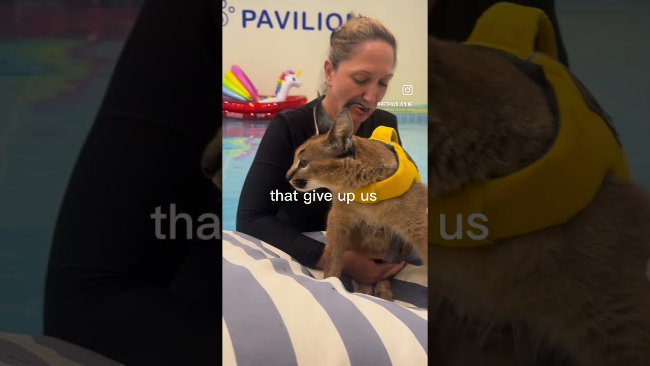 Wild Cat at Pet Pavilion Abu Dhabi | Hydrotherapy for Pets at Pet Pavilion Clinic Abu Dhabi