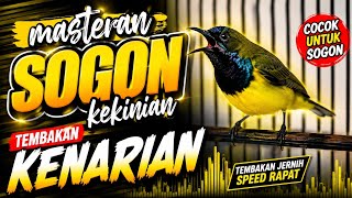 MASTERAN SOGON MATERI KENARI FULL NEMBAK DURASI !! SOGON ISIAN KENARI ROLL PANJANG 