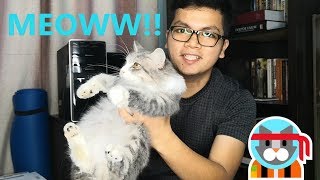 CARA BETUL MANDI KUCING KESAYANGAN