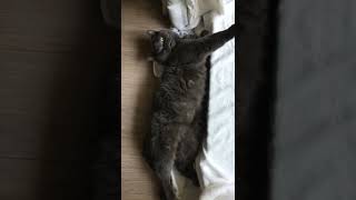 Cat relaxing リラックスする猫 by Susuki 106 views 1 year ago 1 minute, 10 seconds