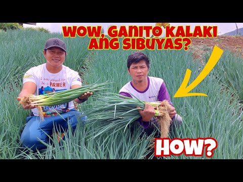 Video: Onion Thrips: Dahilan ng Pagkulot ng mga Dahon ng Sibuyas