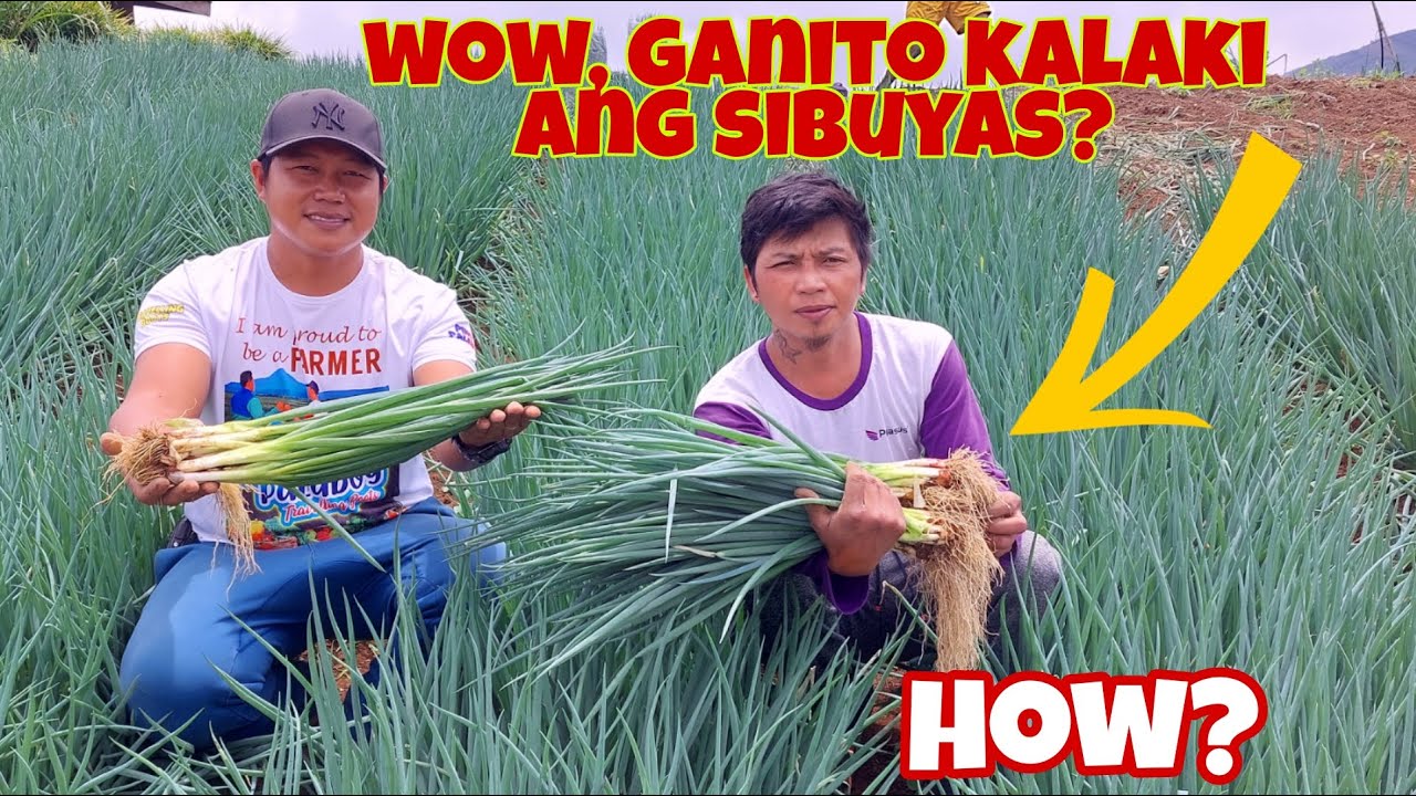 Anu ang Diskarte Para Lumago ng Husto ang Sibuyas / Spring Onion?