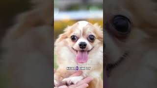 Creating a pet party invite