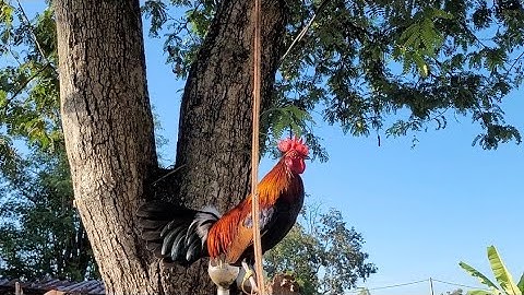 ไก่ต่อ f2 สวยดีสๅงดี- qaib dib qua zoo[Hmong]2023