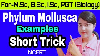 Trick for Examples of Phylum Mollusca(Animal Kingdom)