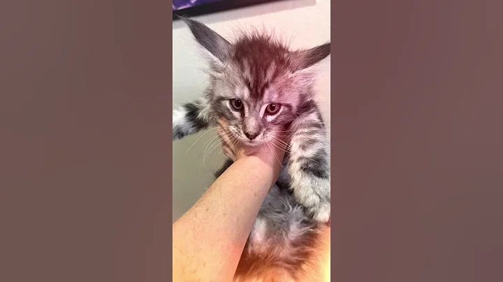 Video 9809451: silver maine coon boy, maine coon black silver