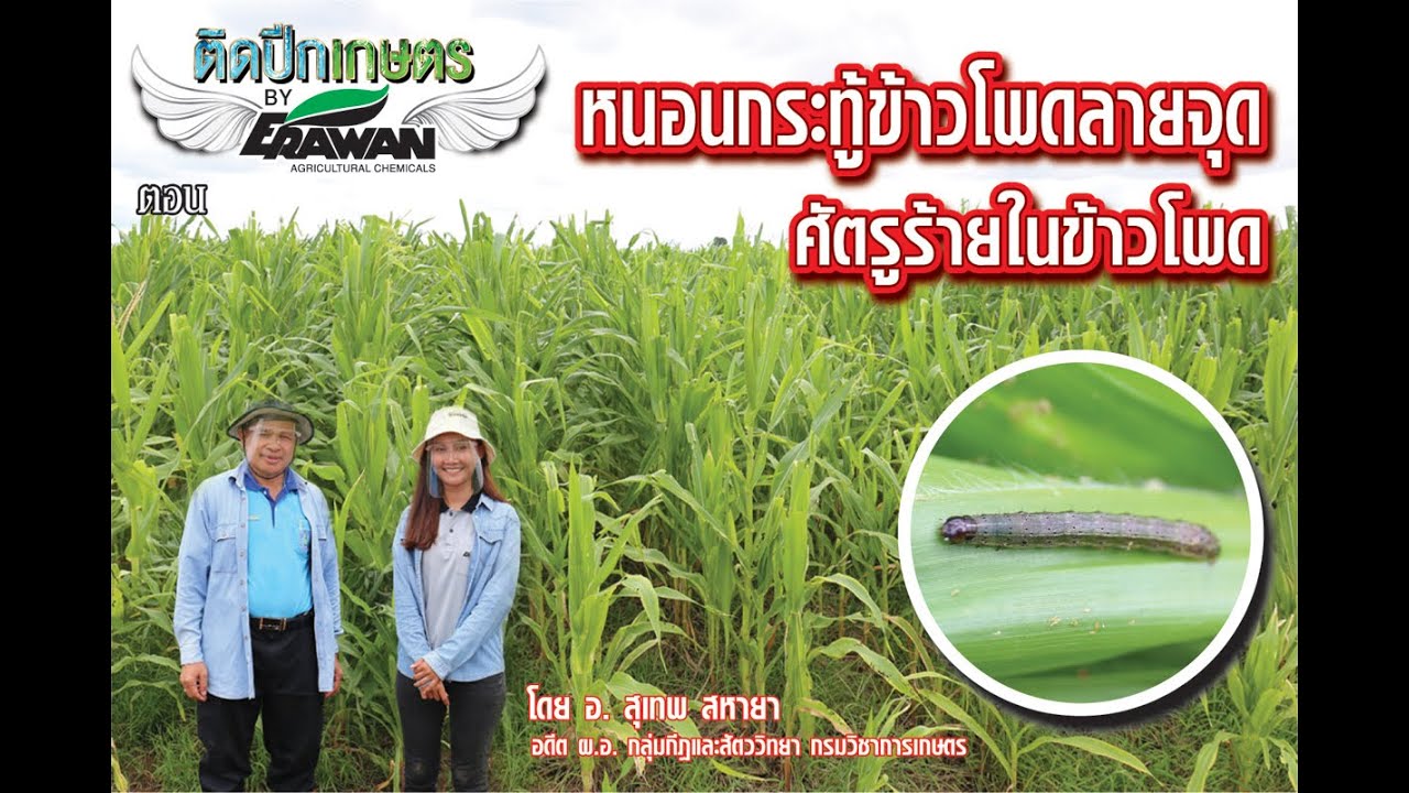 ติดปีกเกษตร by เอราวัณ EP.39 ตอน หนอนกระทู้ข้าวโพดลายจุด ศัตรูร้ายในไร่ข้าวโพด