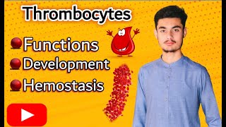 Thrombocytes | Function | Development | Hemostasis