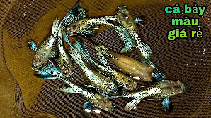 Cá nào có thể nuôi chung với cá bảy màu năm 2024