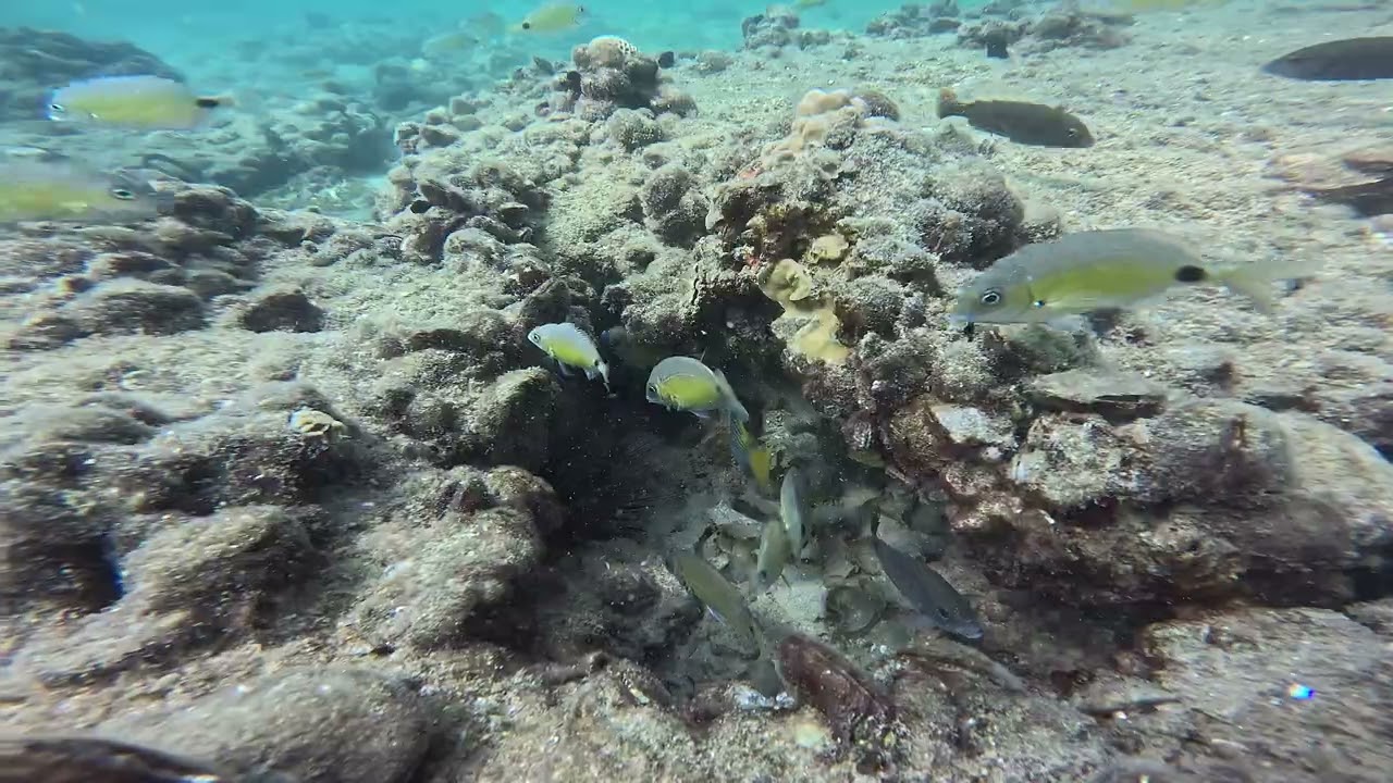 Sea Revival احياء البحر 