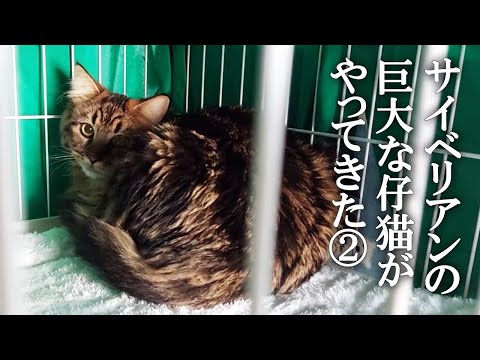 サイベリアンの大きな仔猫がやってきた！②　うなぎのような形状で部屋を探検する姿がかわいい