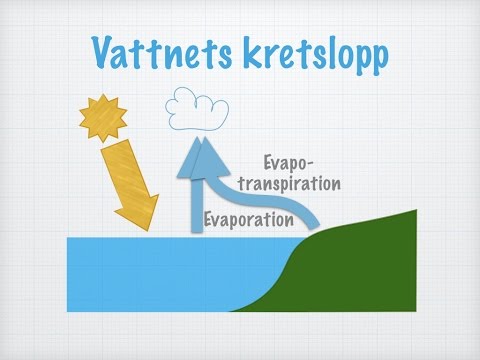 Video: Vad är transpiration i vattnets kretslopp?