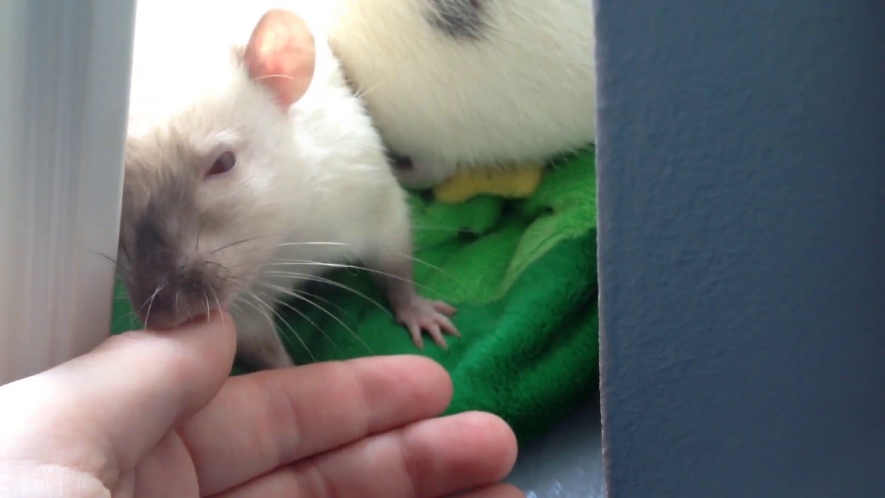 Rat grooming - YouTube