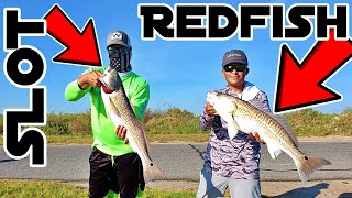 So Many Upper Slot Size Redfish Here Gg Anglers And 3Rd Coast Fishin Collab