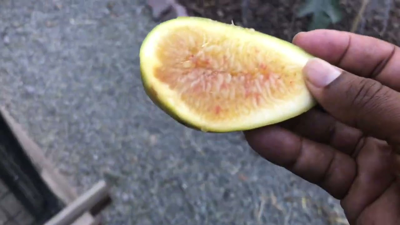 Figs Golden riverside & yellow longneck