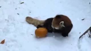 Red Panda Vs Pumpkin Very Funny