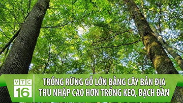 Trồng rừng gỗ lớn bằng cây bản địa thu nhập cao hơn trồng keo, bạch đàn | VTC16