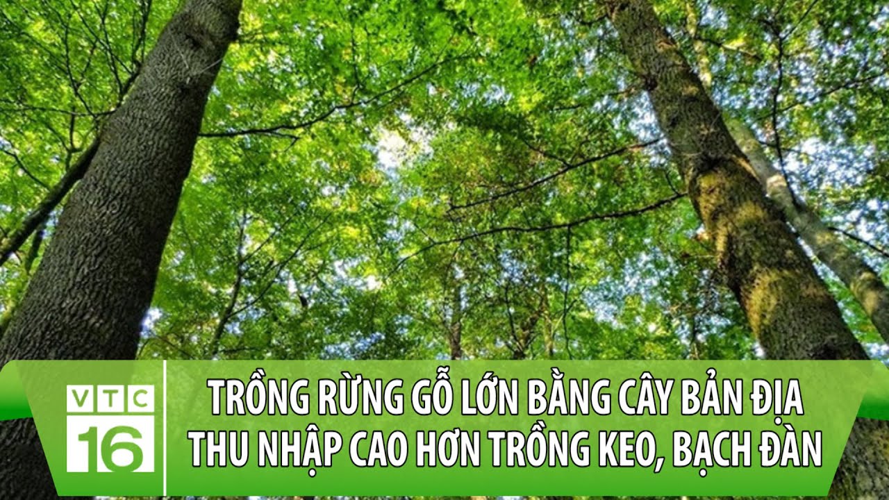 Trồng rừng gỗ lớn bằng cây bản địa thu nhập cao hơn trồng keo, bạch đàn | VTC16