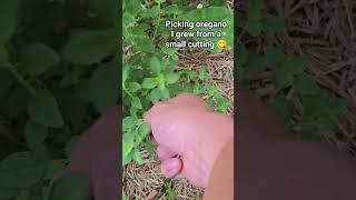 you can grow oregano from a cutting #garden #gardentips #oregano #herbs #healhtyfood #soil #viral