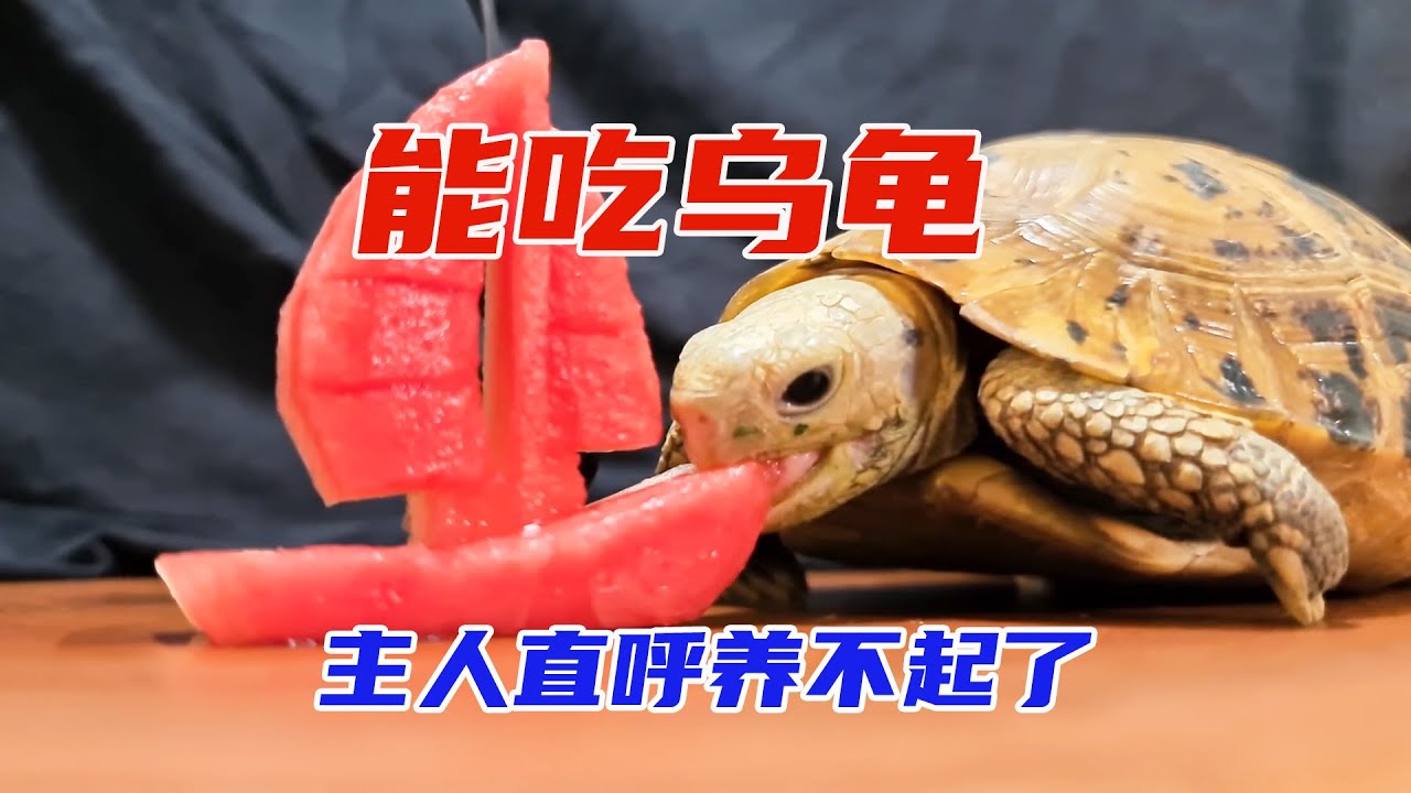 小烏龜每天要吃掉幾百塊錢水果蔬菜，主人直呼就快要養不起了。