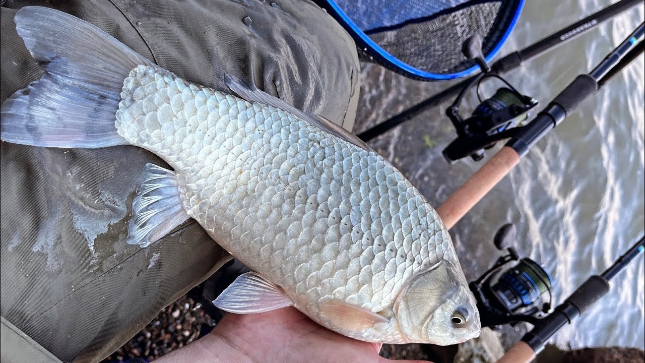 Fider pecanje na Dunavu, BABUSKA NAJZAD AKTIVNA