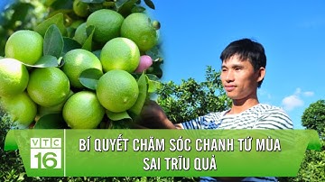 Bí quyết chăm sóc chanh tứ mùa sai trĩu quả | Làm nông đúng cách VTC16