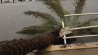 Raw: Damage from Hermine in Tampa