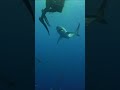 Shark Behavior and Conservation