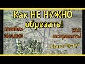 Как НЕПРАВИЛЬНО обрезать деревья! АНАЛИЗ ошибок. Как их ИСПРАВИТЬ.