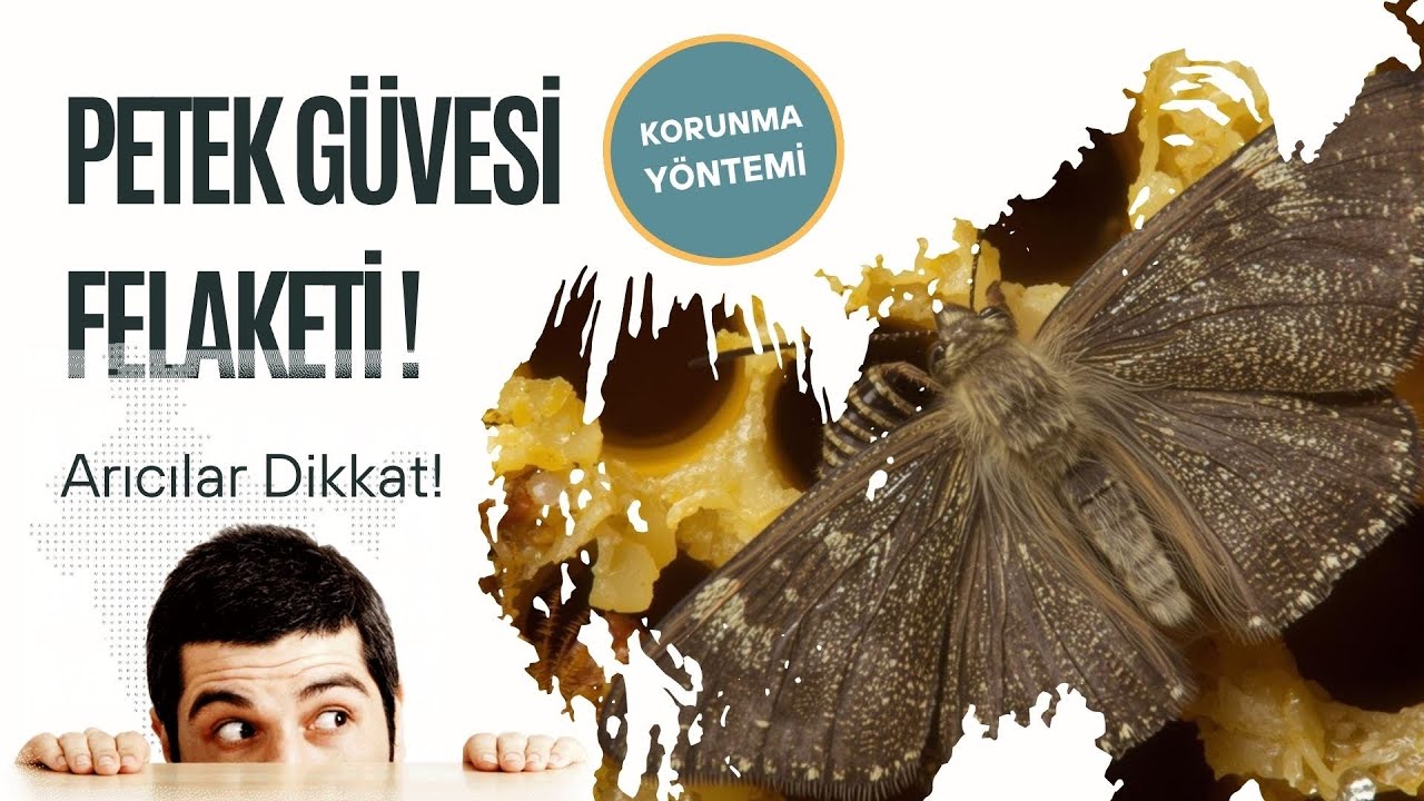 PETEK GÜVESİ FELAKETİ! ARICILAR DİKKAT! 