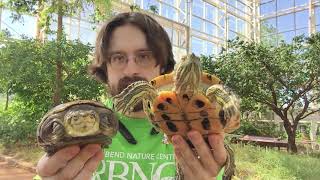 Discover the difference between a tortoise, terrapin, and a turtle!