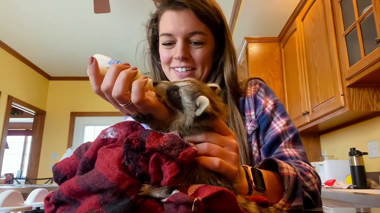 Introducing Darrell Sue the Cute Raccoon!