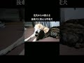 先代からの教えを後輩犬に教える甲斐犬 #甲斐犬 #柴犬 #youtubeshorts