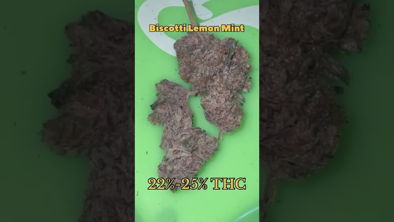 Biscotti Lemon Mint Cannabis Strain 