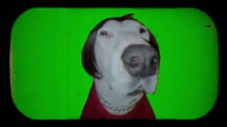 Cassandra  Guten Morgen, Sonnenschein (Dog Version)