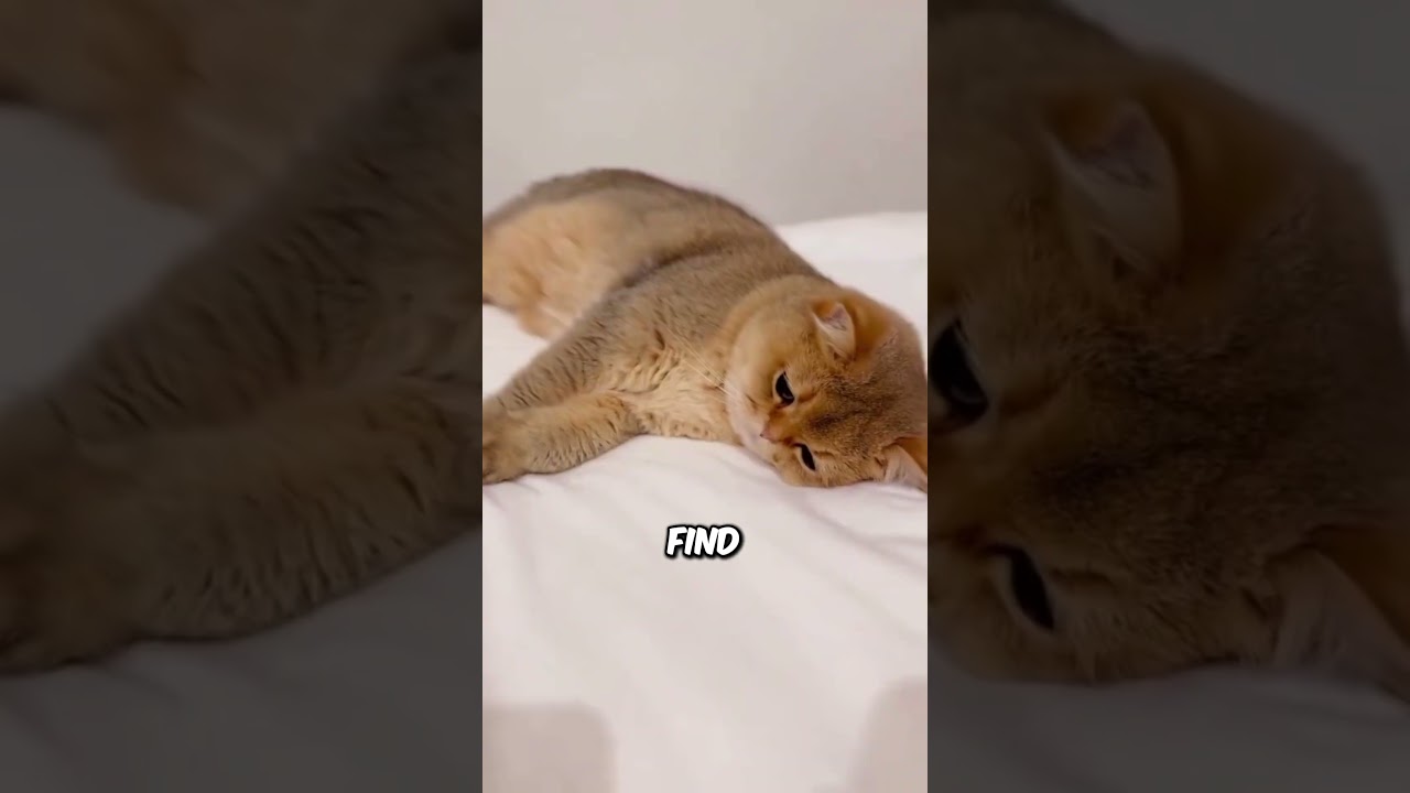 Do Cats CRY When They're Sad? 😿