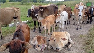 Tame And Fat Cows Roaming in the Rice Fields - example of fattening cows