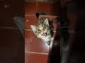 #cat #ai #kitten #studywithmeandmycat #whowillbemylifepartnerta #cute #cutecat #funny #pets #kucing