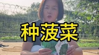 按我的步骤做一遍，保证你今年能吃上好菠菜#种菜#我的小菜园#种菜小技巧#田园生活#自己种的纯天然的绿色蔬菜 @DOU+小助手
