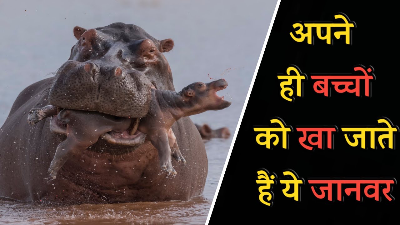ऐसे जानवर, जो खुद के बच्चों को खा जाते हैं Which animals eat their