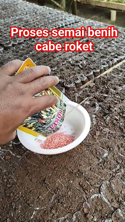 Cara semai bibit cabe