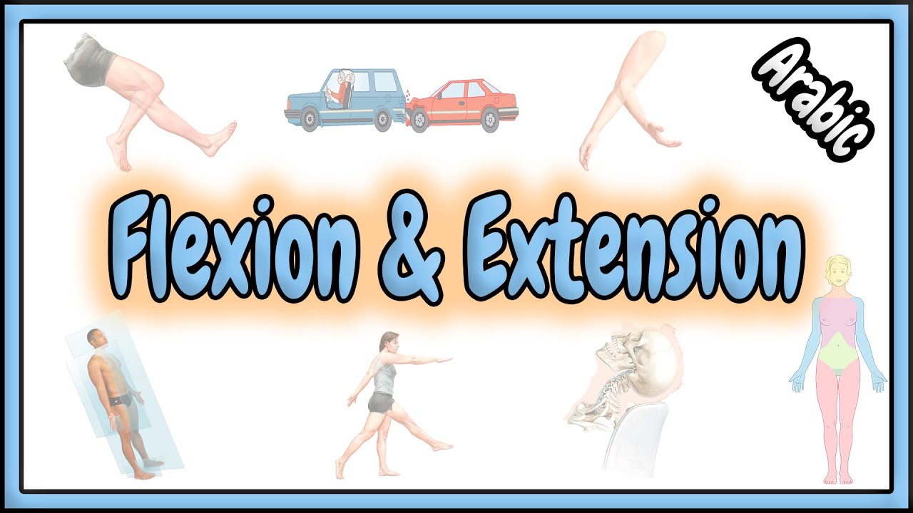 24. Flexion & Extension Terms || مصطلحات الأنثناء (الأنعطاف) و الأنبساط (التمديد)