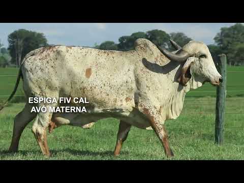 LOTE 83 – 6889CG TRAMA FIV CAL